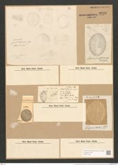 Cocconeis britannica Naeg. (de-Toni-Nr.: Genus 40, Species 1836) Zeichnungen Sammlung Grunow Nr. 3626 (NHMW-BOT-W0371231)